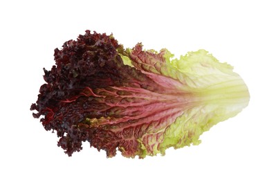 Leaf of fresh red coral lettuce isolated on white