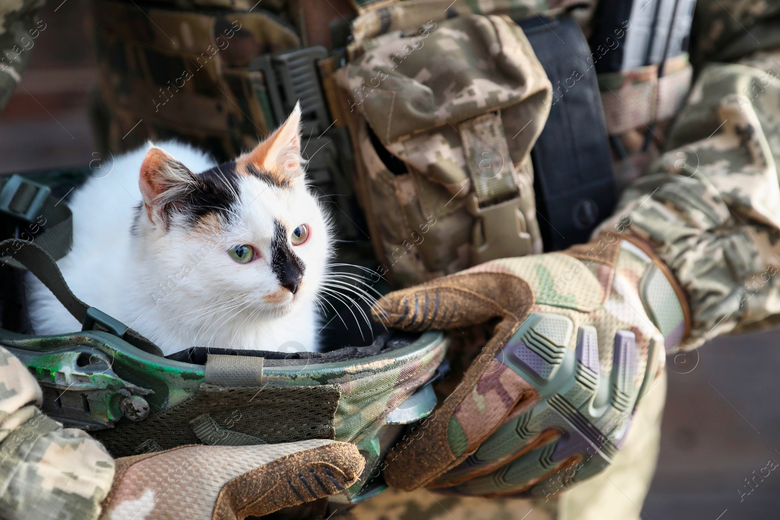 Photo of Ukrainian soldier rescuing animal. Little stray cat sitting in helmet, closeup