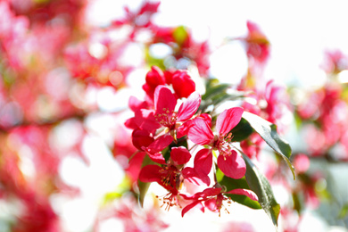 Blossoming spring tree, pink flowers, closeup