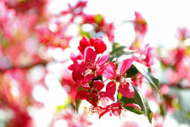 Photo of Blossoming spring tree, pink flowers, closeup