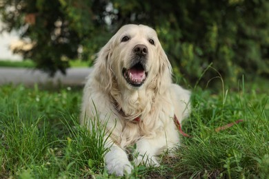 Photo of Cute golden retriever lying on green grass in park