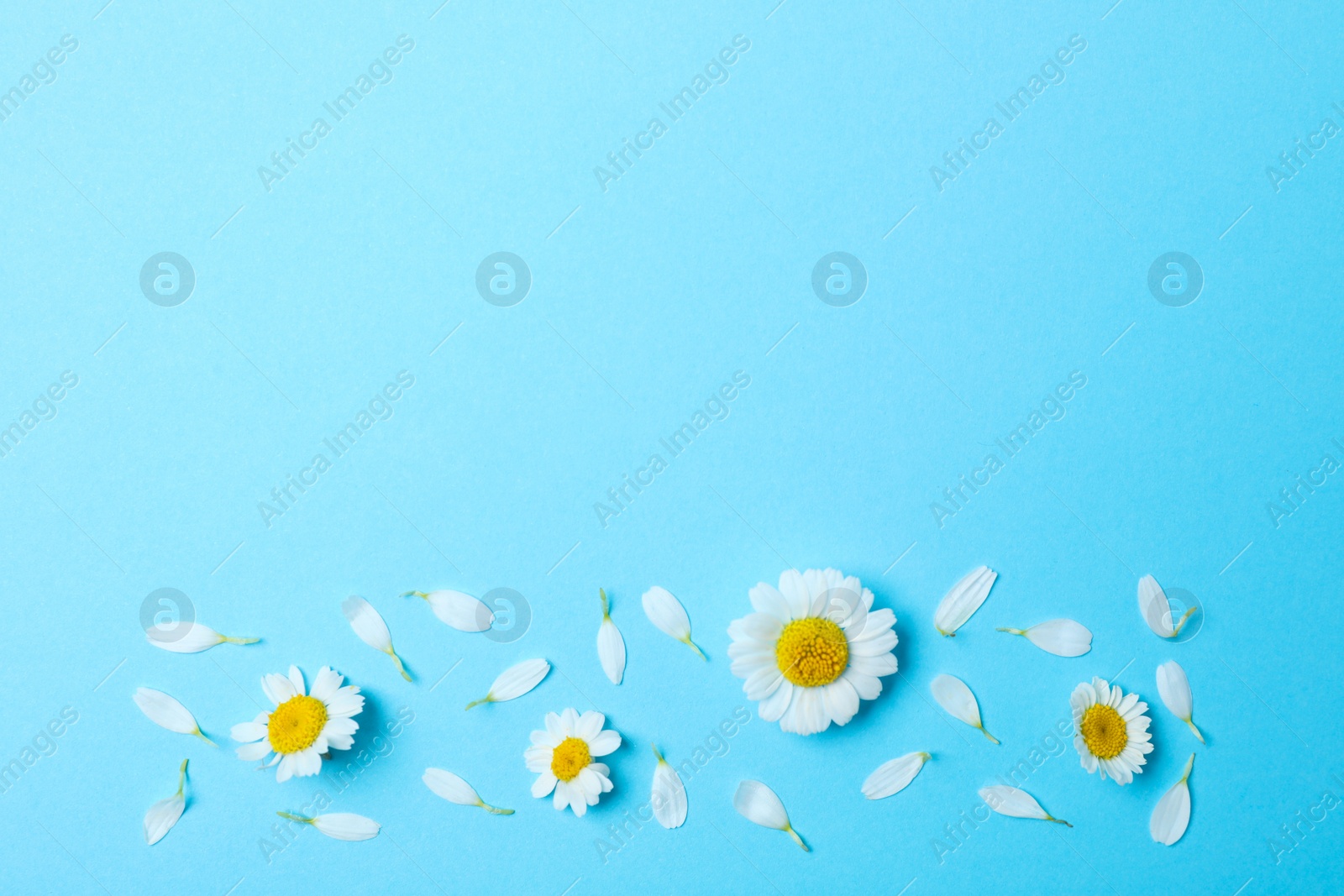 Photo of Flat lay composition with fresh chamomiles on light blue background. Space for text