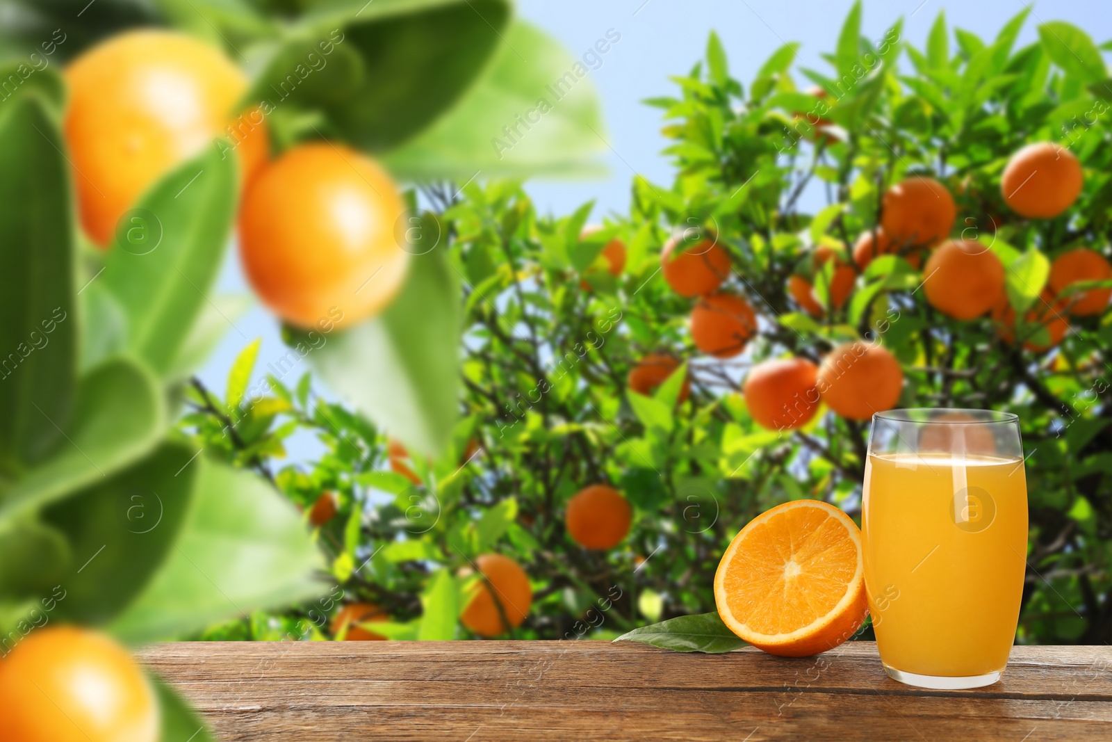 Image of Fresh orange juice on wooden table in orchard. Space for text