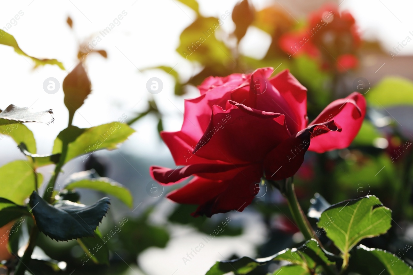 Photo of Beautiful blooming rose in garden on sunny day, space for text