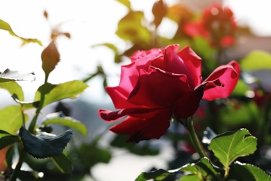 Photo of Beautiful blooming rose in garden on sunny day, space for text