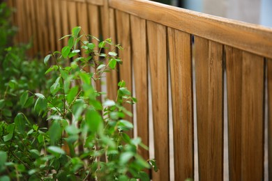 Photo of High wooden fence near green plants outdoors, closeup