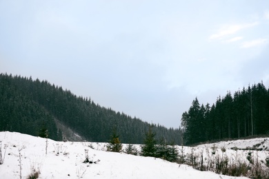 Photo of Beautiful landscape with conifer forest on hill. Winter vacation