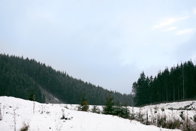 Beautiful landscape with conifer forest on hill. Winter vacation