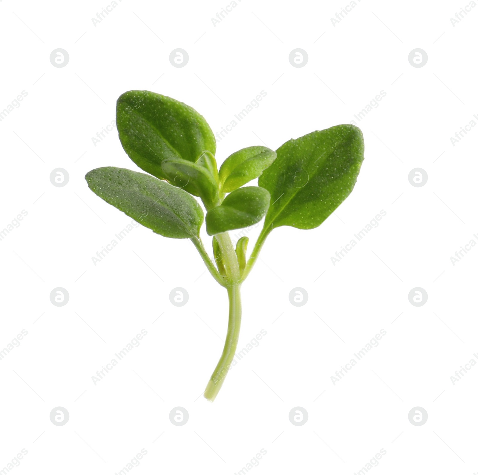 Photo of Aromatic green marjoram sprig isolated on white. Fresh herb