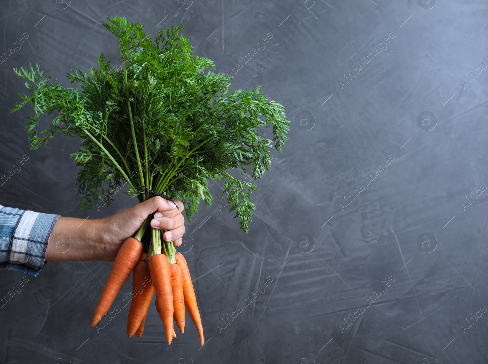 Photo of Woman holding ripe carrots on grey background, closeup. Space for text