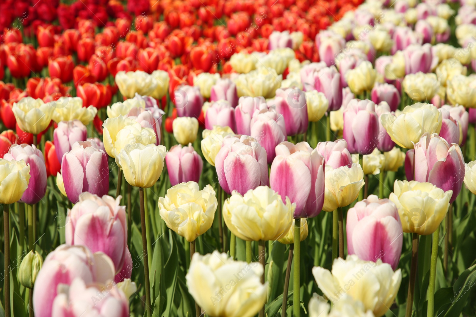 Photo of Beautiful colorful tulip flowers growing in field