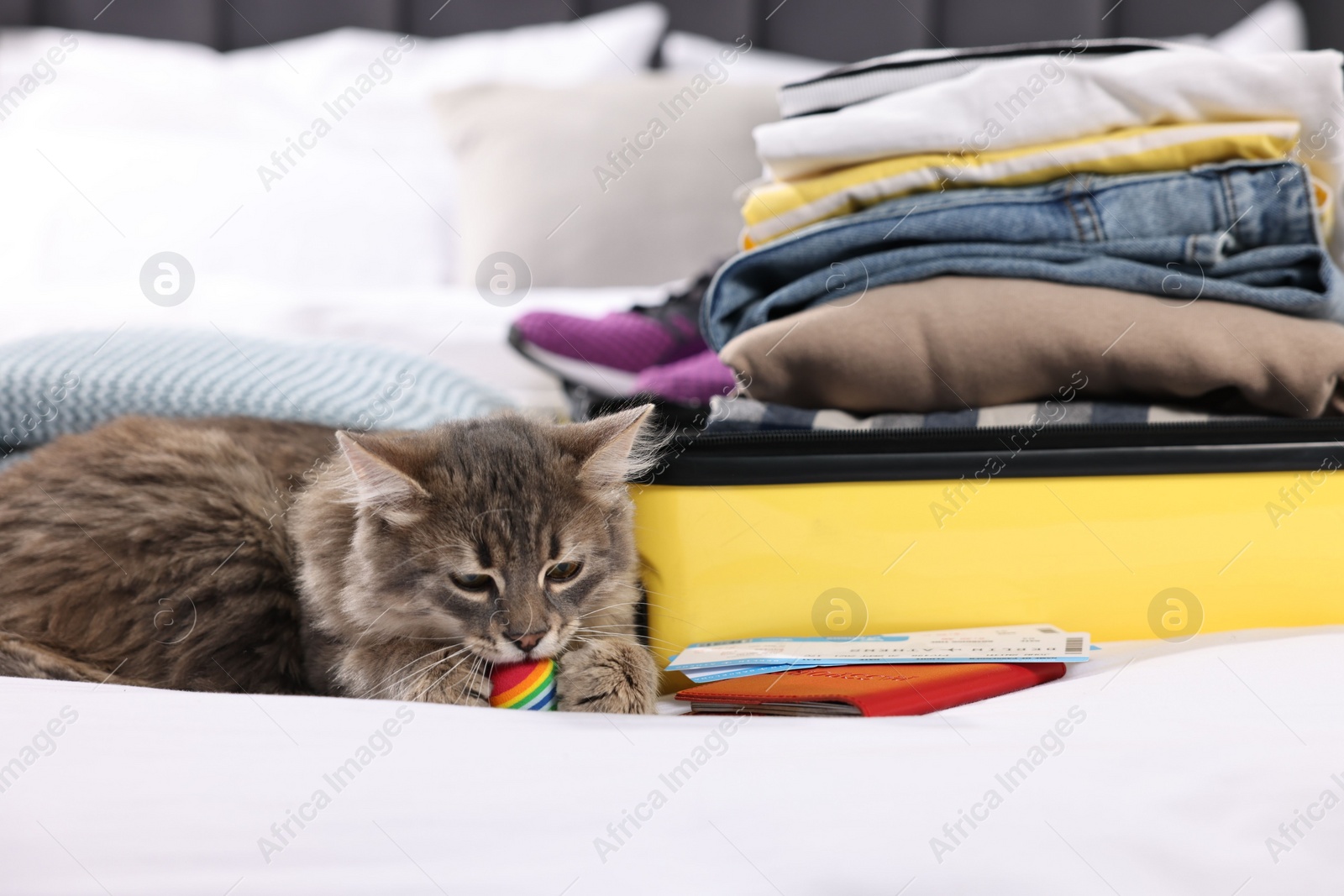 Photo of Travel with pet. Cat, ball, passport, tickets, clothes and suitcase on bed indoors