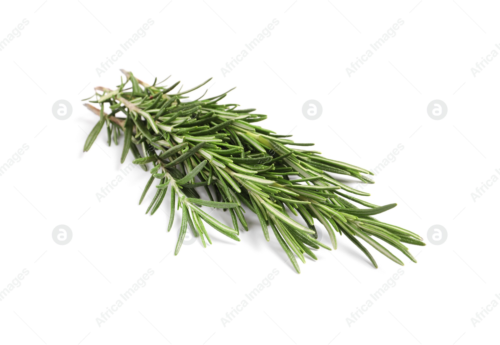 Photo of Sprigs of fresh rosemary isolated on white