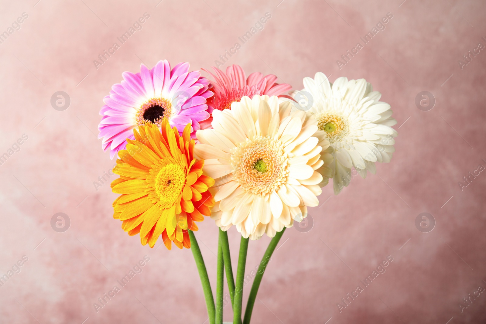 Photo of Bouquet of beautiful bright gerbera flowers on color background