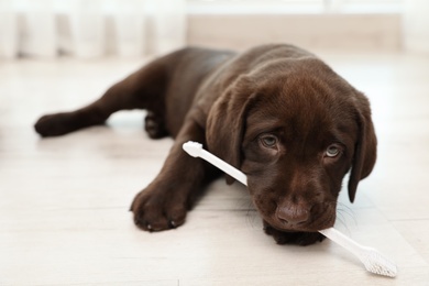 Photo of Chocolate Labrador Retriever puppy with tooth brush on floor indoors