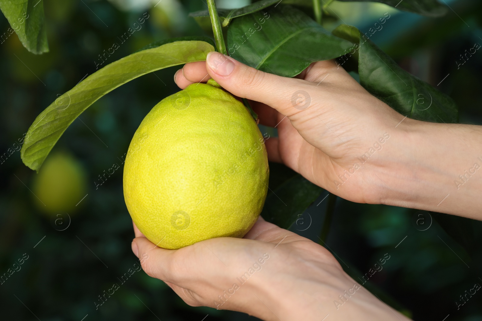 Photo of Woman picking ripe lemon from branch outdoors, closeup