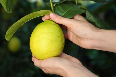 Photo of Woman picking ripe lemon from branch outdoors, closeup