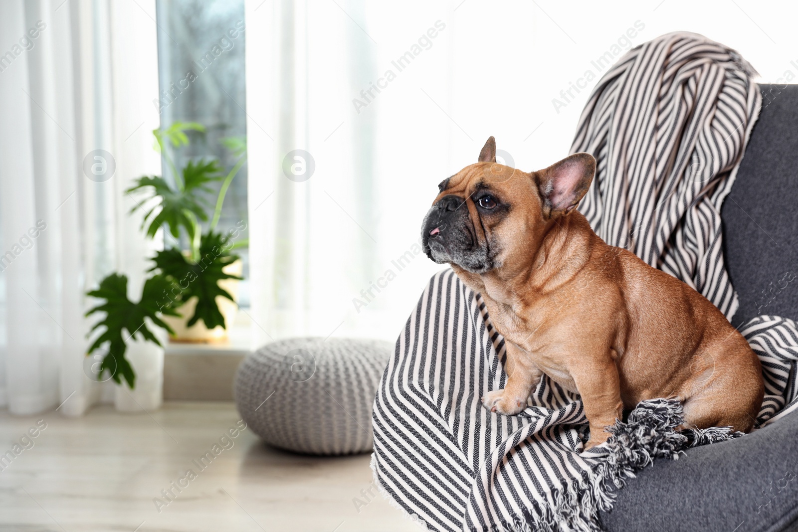 Photo of Funny French bulldog in armchair at home. Space for text