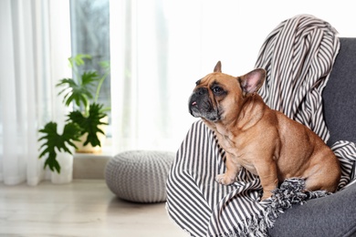 Funny French bulldog in armchair at home. Space for text