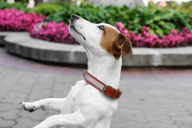 Beautiful Jack Russell Terrier in brown leather dog collar on city street