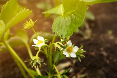 Beautiful blooming strawberry plant with water drops growing in soil, closeup