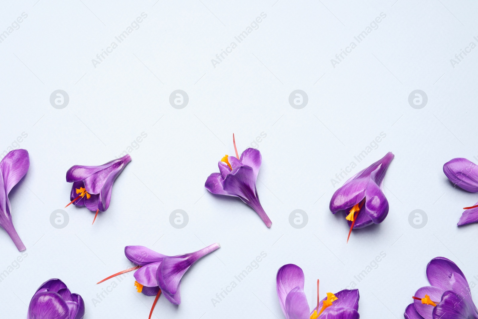 Photo of Beautiful Saffron crocus flowers on light blue background, flat lay. Space for text