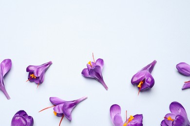 Beautiful Saffron crocus flowers on light blue background, flat lay. Space for text