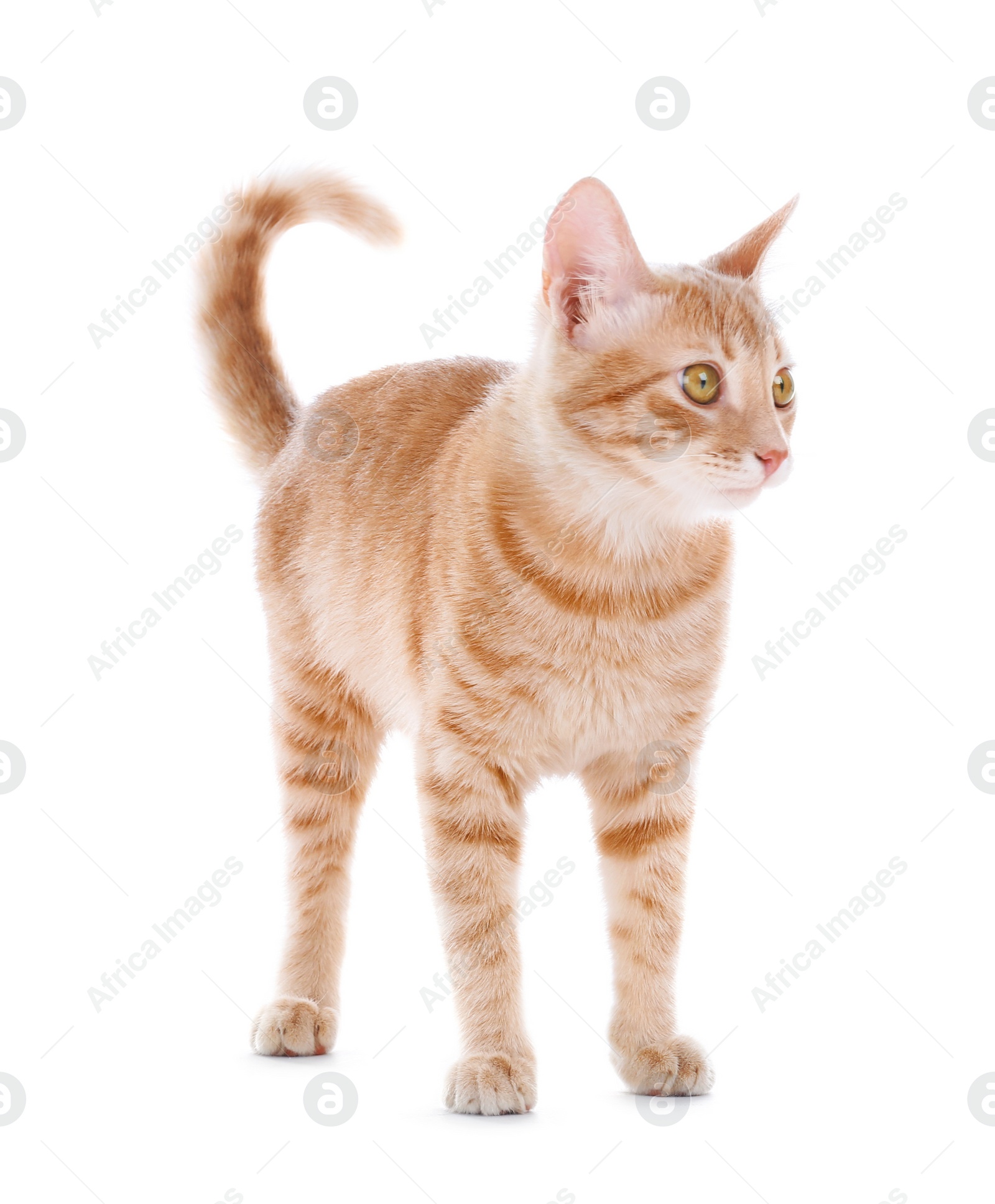 Photo of Adorable yellow tabby cat on white background