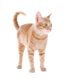 Photo of Adorable yellow tabby cat on white background