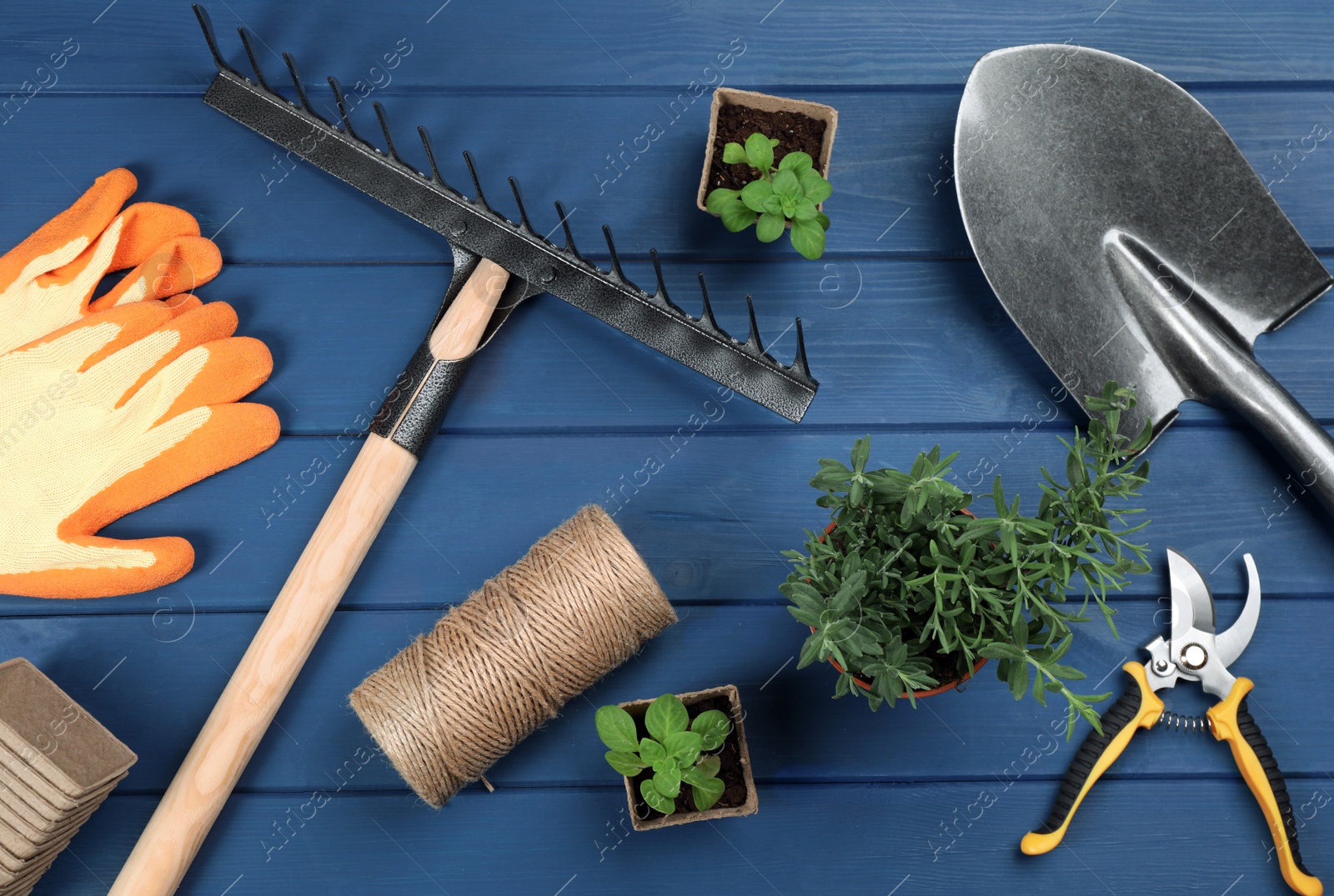 Photo of Gardening tools and plants on blue wooden background, flat lay