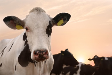 Photo of Pretty cow on farm, closeup. Animal husbandry