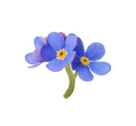 Photo of Delicate blue Forget-me-not flowers on white background