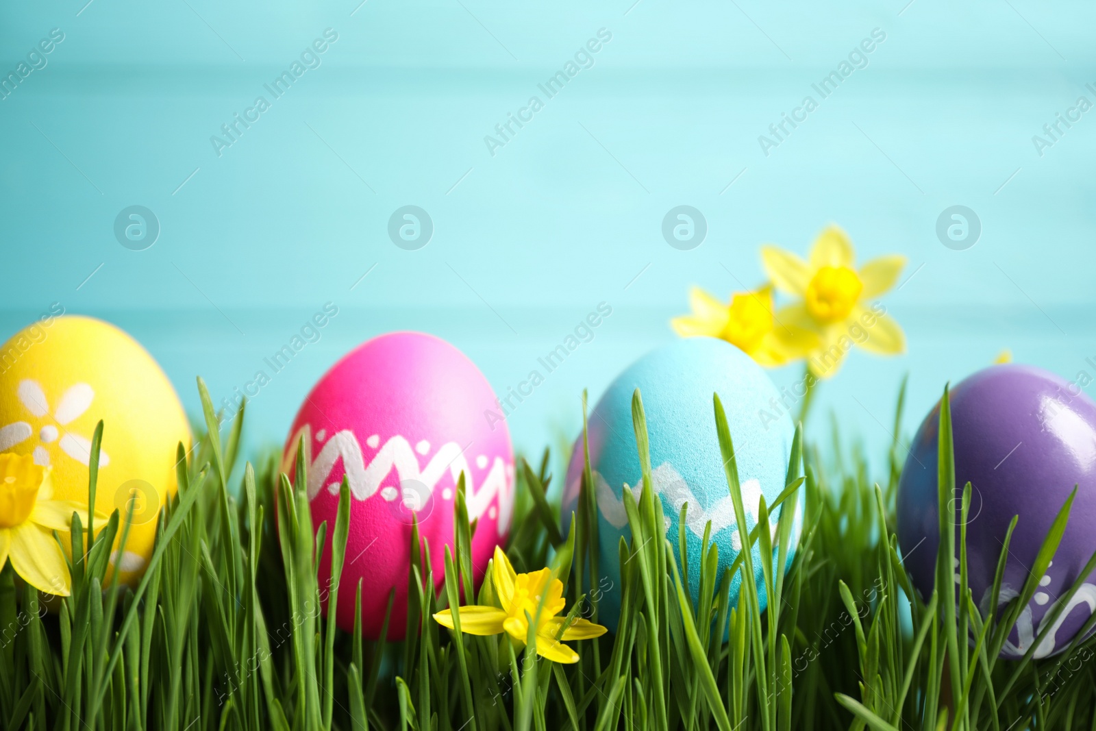 Photo of Colorful Easter eggs and narcissus flowers in green grass against light blue background