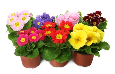 Photo of Beautiful primula (primrose) plants with colorful flowers on white background. Spring blossom