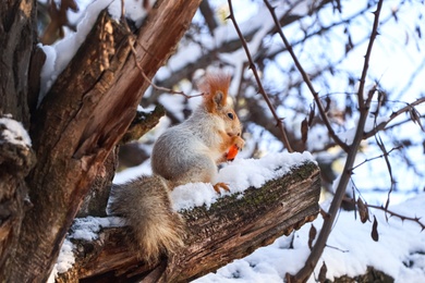 Cute squirrel eating on acacia tree in winter forest