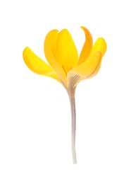 Photo of Beautiful yellow crocus flower isolated on white