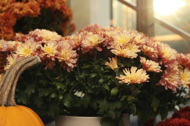 Photo of Beautiful fresh colorful chrysanthemum flowers indoors, closeup