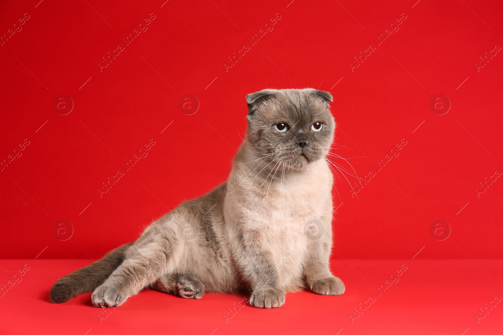 Photo of Cute Scottish fold cat on red background. Fluffy pet