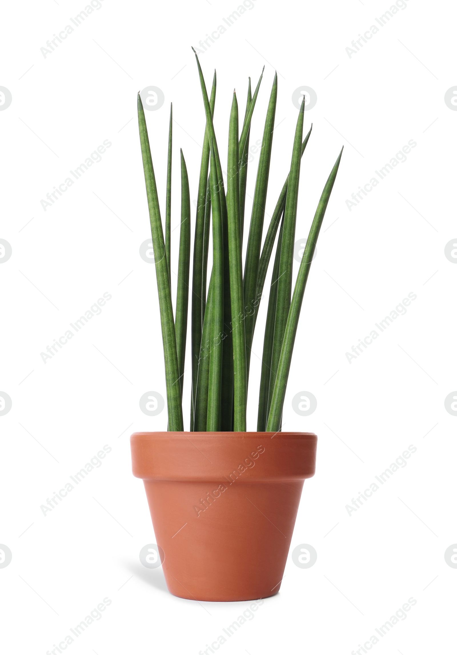 Image of Sansevieria plant in terracotta pot isolated on white. House decor