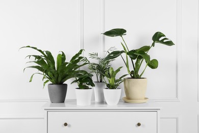 Many different houseplants in pots on chest of drawers near white wall