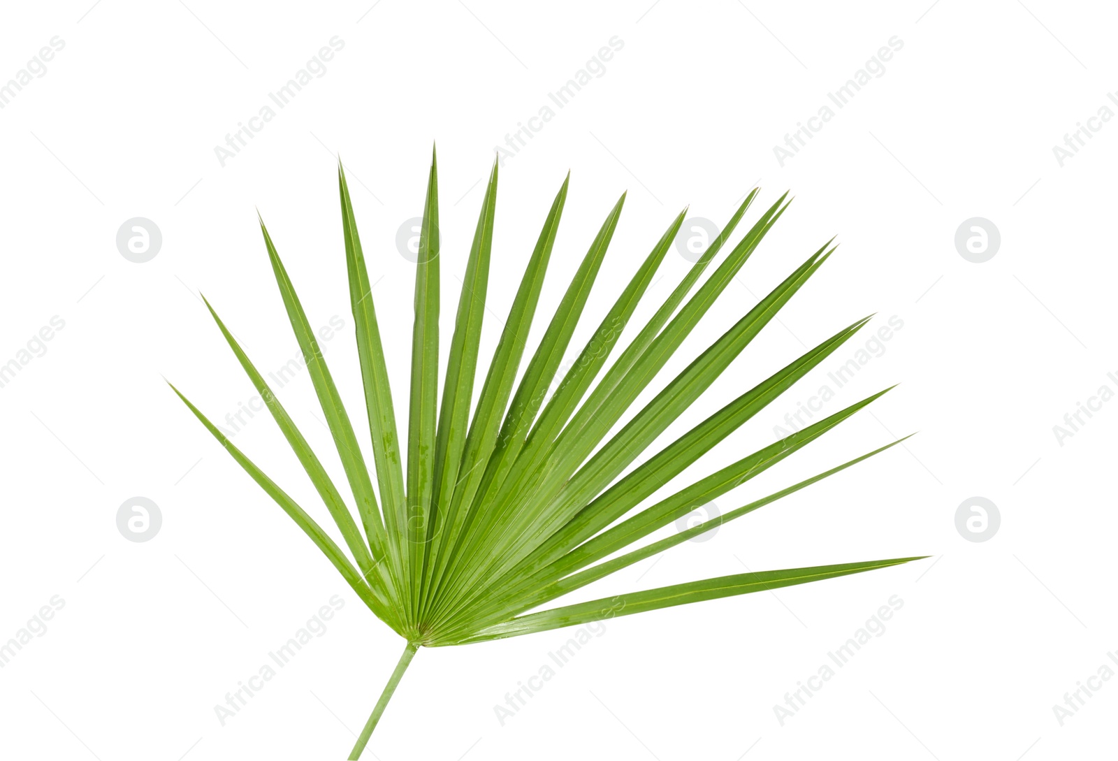 Photo of Green beautiful tropical leaf isolated on white