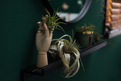 Photo of Beautiful tillandsia plants and mannequin hand on shelf indoors, space for text. House decor
