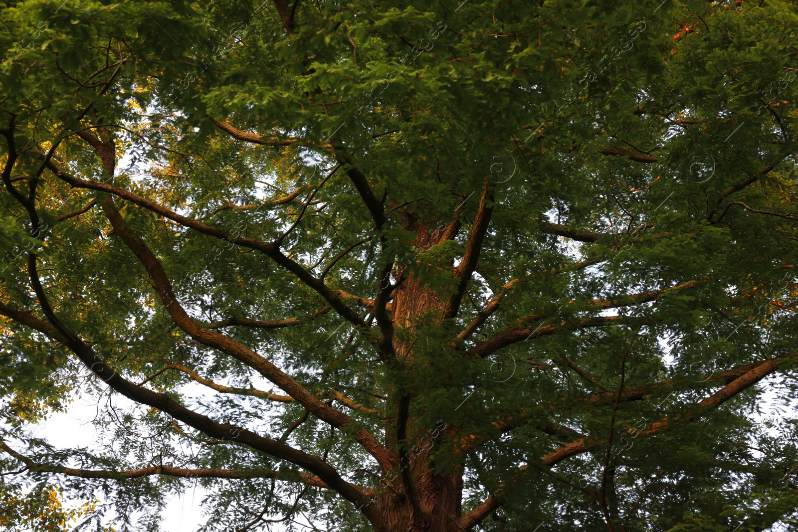 Photo of Beautiful view of tree with green leaves growing outdoors