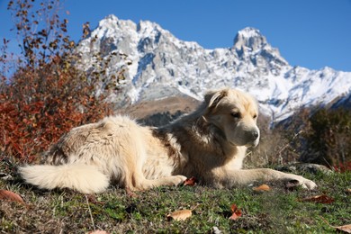 Photo of Adorable dog in mountains on sunny day