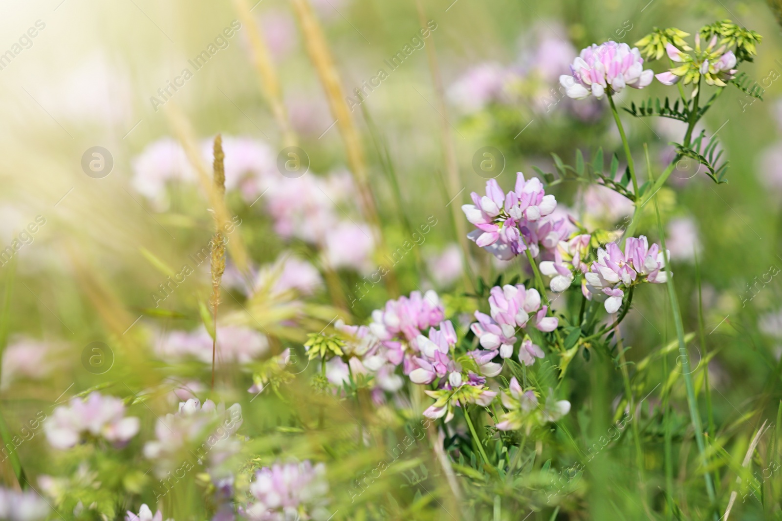 Photo of Beautiful wild flowers outdoors on sunny day, space for text. Amazing nature in summer