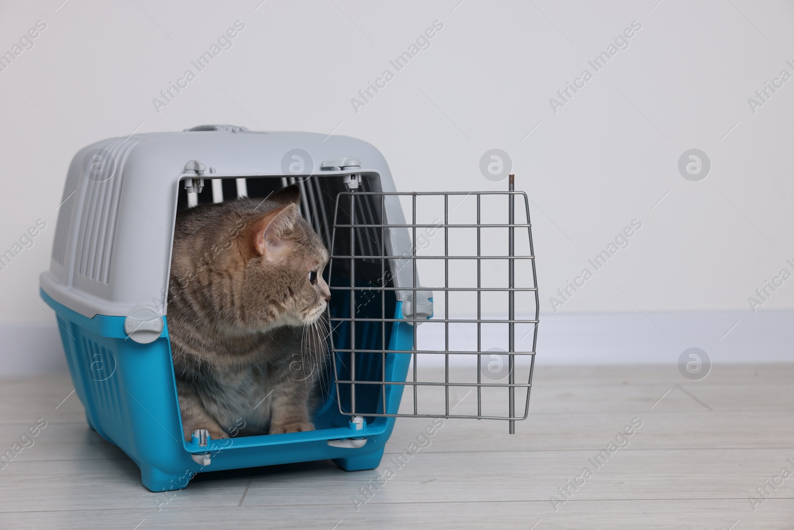 Photo of Travel with pet. Cute cat in carrier on floor near white wall indoors, space for text