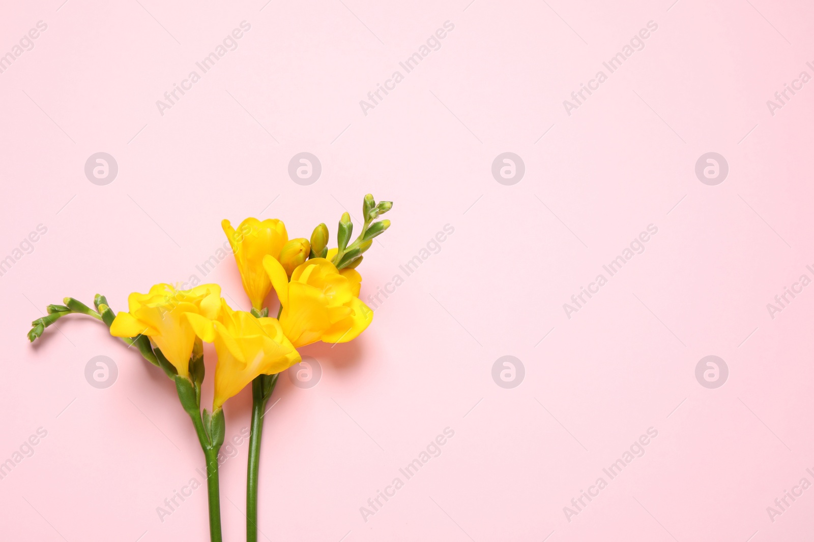 Photo of Beautiful blooming yellow freesias on pink background, flat lay. Space for text