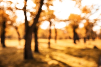 Blurred view of trees with bright leaves in park. Autumn landscape