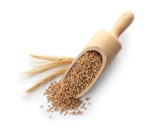 Photo of Scoop with wheat grains and spikelets on white background