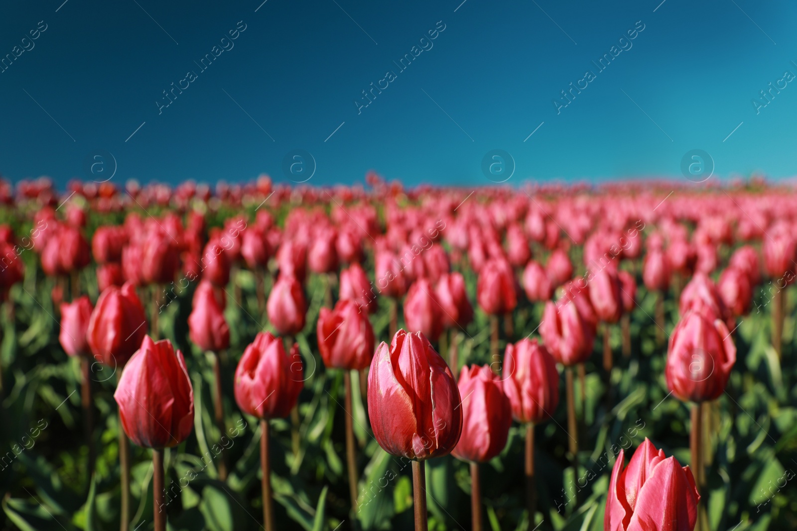 Photo of Beautiful view of field with blossoming tulips on sunny day